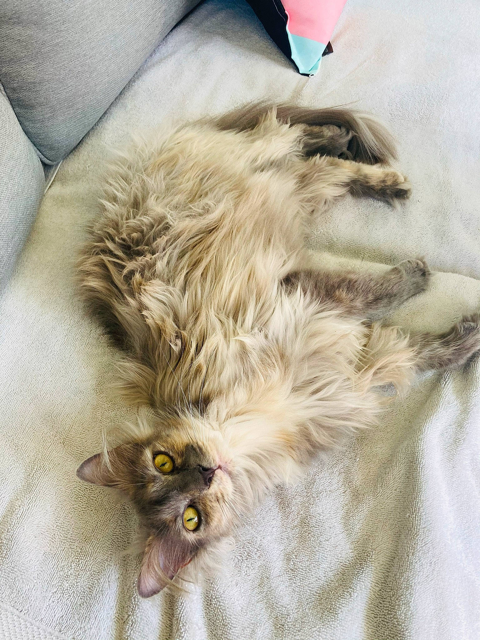 Olive joined the competition — help win amazing prizes! beard, british_longhair, carnivore, cat, claw, comfort, companion_dog, fashion_accessory, fashion_design, fawn, feather, felidae, fur, grey, sleeve, small_to_medium_sized_cats, snout, terrestrial_animal, textile, whiskers
