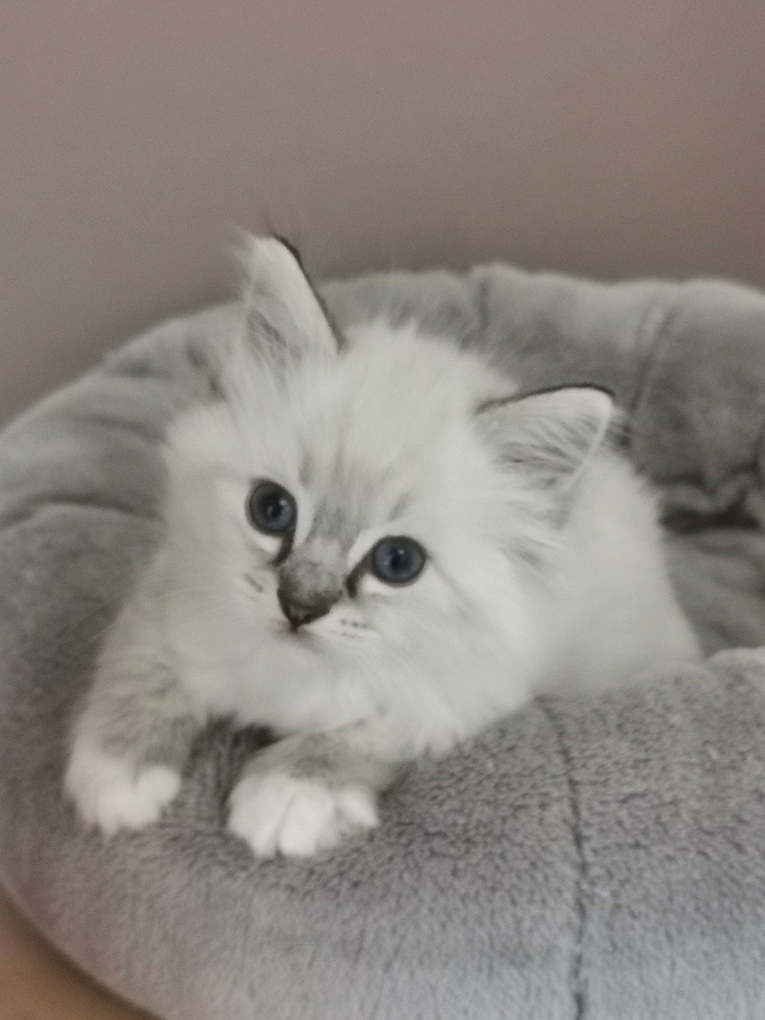 Stylvania Shadow Huntert a rejoint le concours — aidez-le/la à gagner de superbes lots ! british_longhair, carnivore, cat, claw, comfort, fawn, felidae, fur, paw, small_to_medium_sized_cats, snout, tail, whiskers