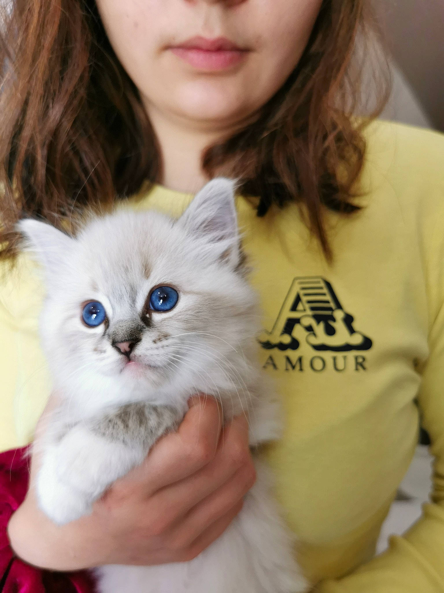 Stylvania Shadow Huntert participe au concours pour gagner de l'argent avec cette photo : birman, british_longhair, carnivore, cat, eyelash, eyewear, fawn, felidae, formal_wear, fur, gesture, happy, iris, paw, ragdoll, sitting, sleeve, small_to_medium_sized_cats, whiskers, white