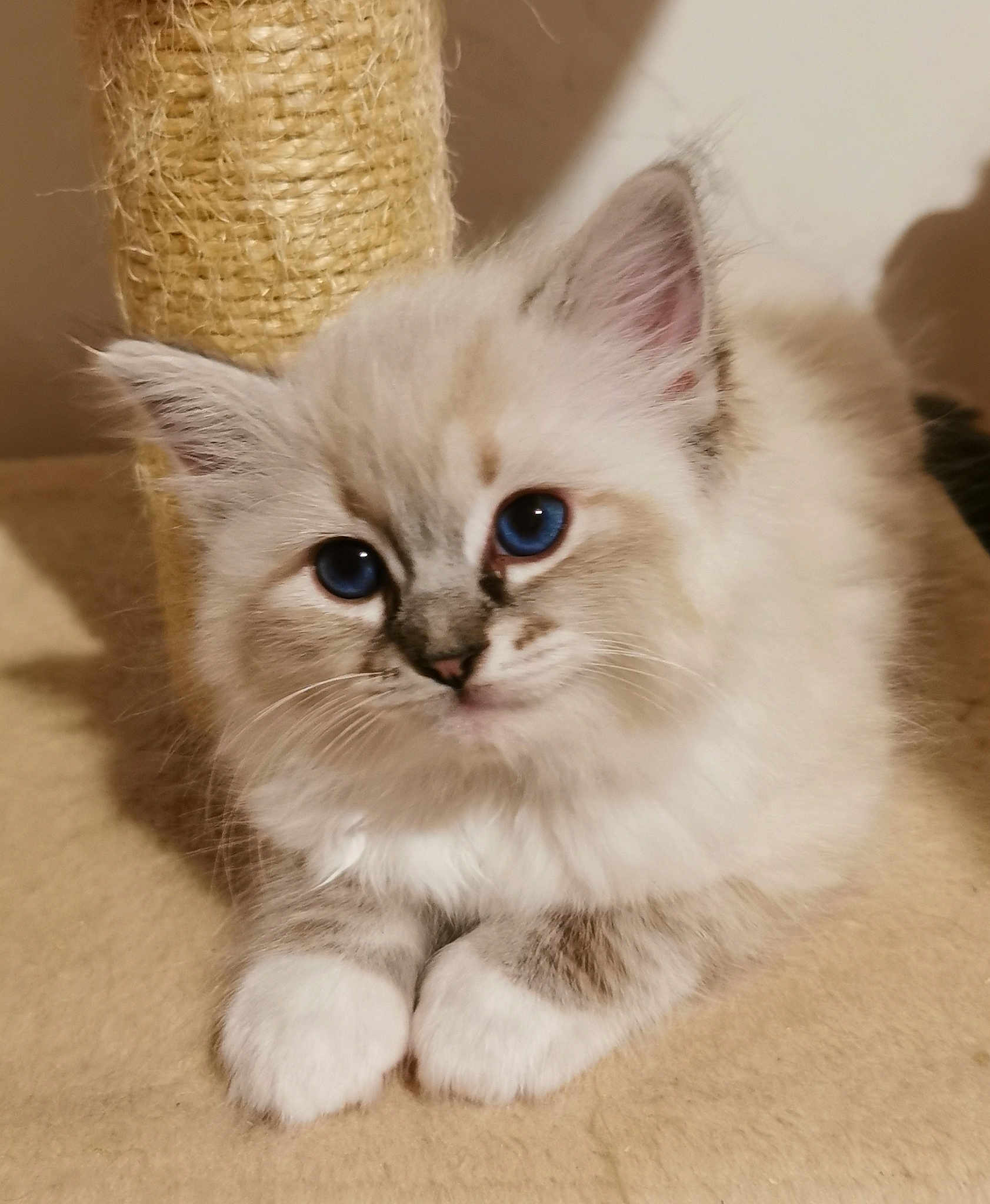 Stylvania Shadow Huntert