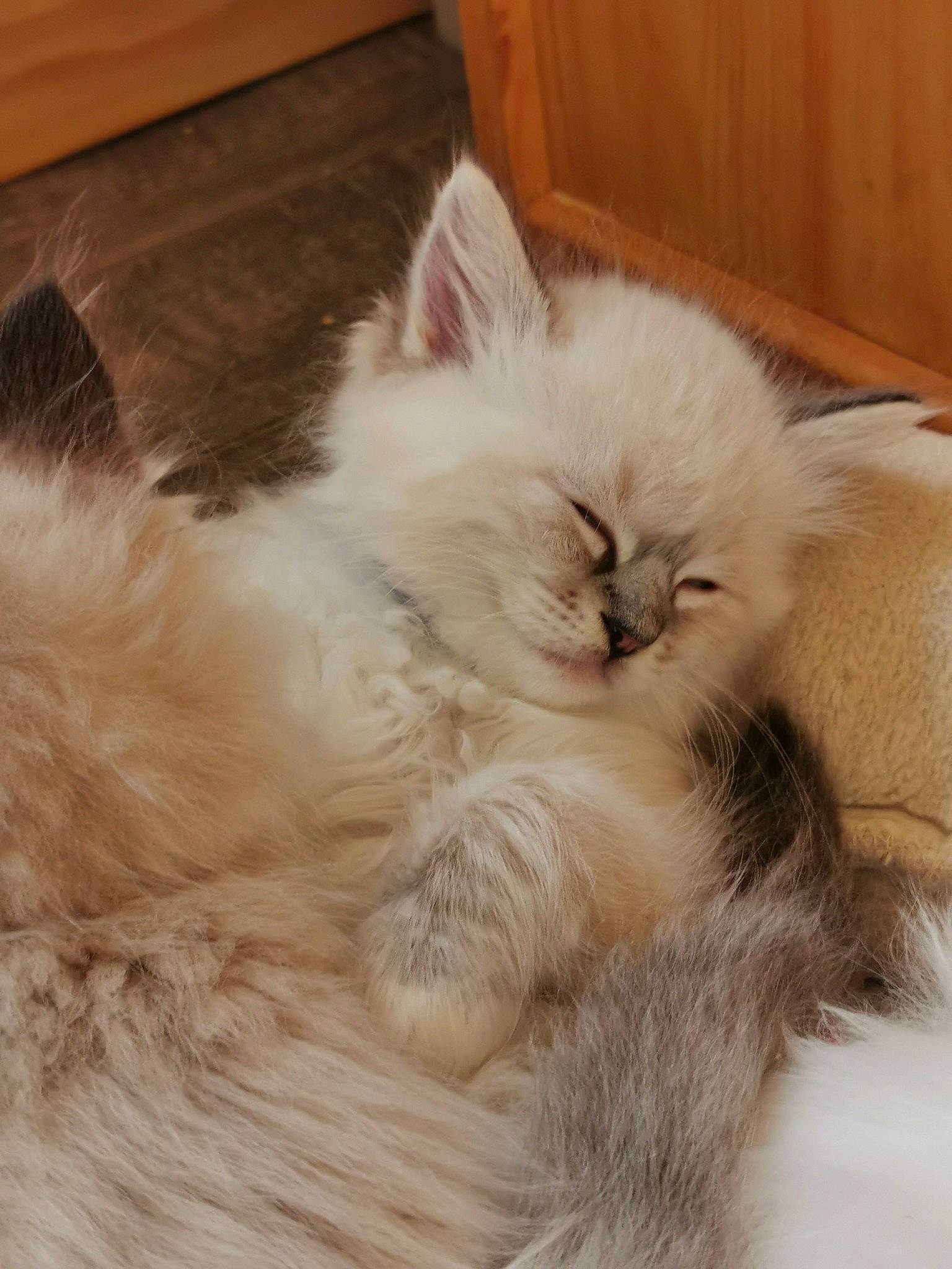 Stylvania Shadow Huntert a rejoint le concours — aidez-le/la à gagner de superbes lots ! birman, carnivore, cat, claw, comfort, companion_dog, fawn, felidae, fur, hardwood, nap, paw, ragdoll, sleep, small_to_medium_sized_cats, snout, tail, terrestrial_animal, whiskers, wood