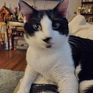 Whiskers Croy joined the competition — help win amazing prizes! animal, black_and_white, blur, blurred, cat, close_up, couch, cozy, domestic, feline, furniture, household, indoor, living_room, mammal, paw, pet, relaxing, television, whiskers