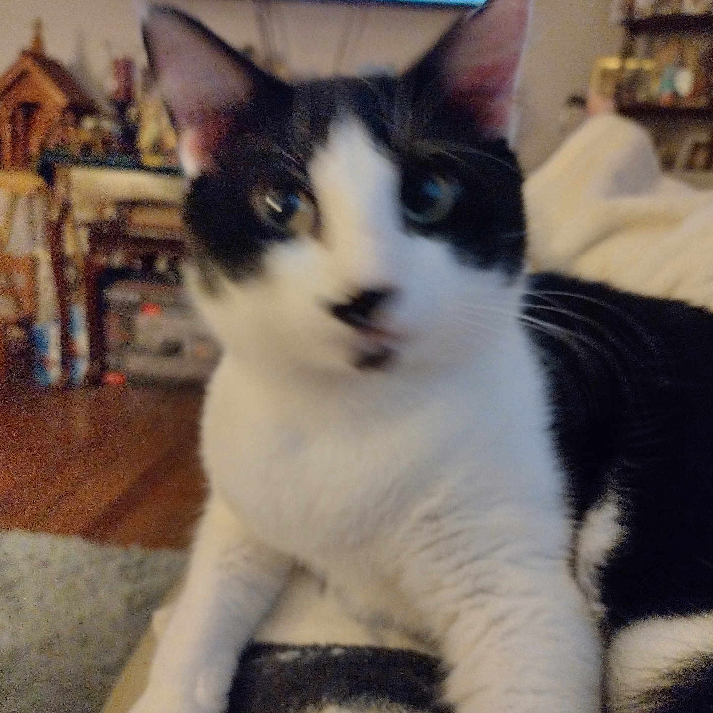 Whiskers Croy joined the competition — help win amazing prizes! animal, black_and_white, blur, blurred, cat, close_up, couch, cozy, domestic, feline, furniture, household, indoor, living_room, mammal, paw, pet, relaxing, television, whiskers