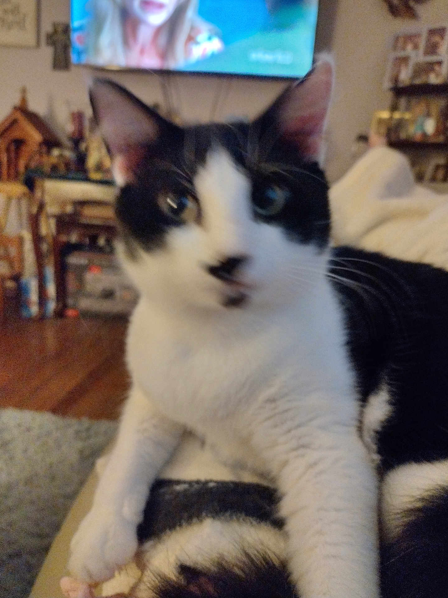Whiskers Croy joined the competition — help win amazing prizes! animal, black_and_white, blur, blurred, cat, close_up, couch, cozy, domestic, feline, furniture, household, indoor, living_room, mammal, paw, pet, relaxing, television, whiskers