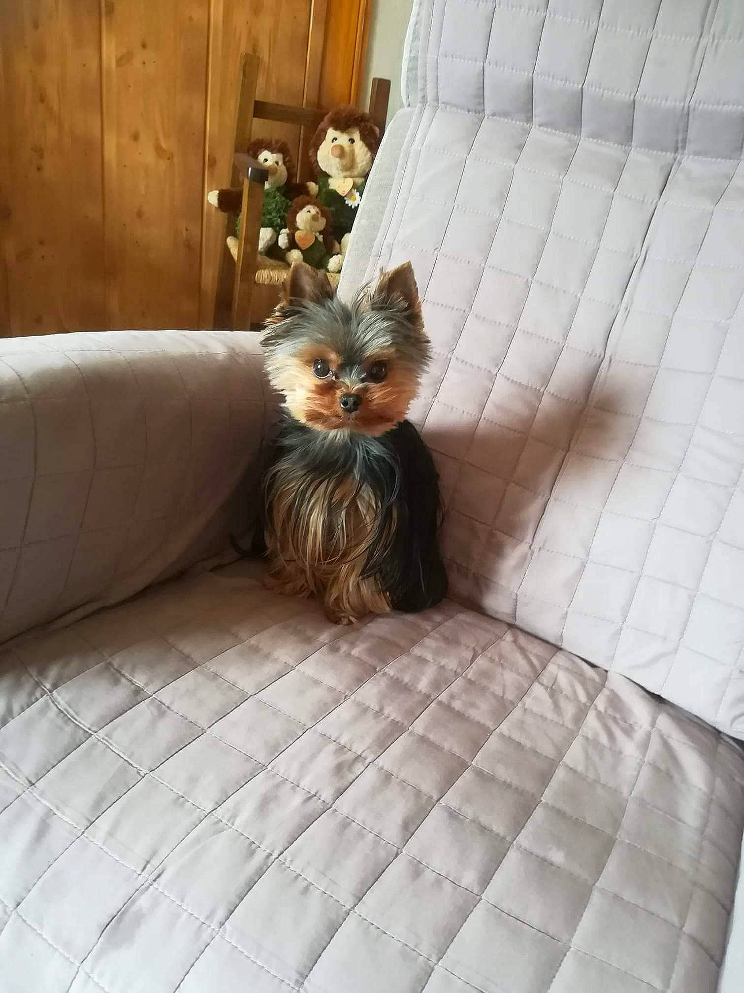 Mandy a rejoint le concours — aidez-le/la à gagner de superbes lots ! australian_silky_terrier, bed_sheet, cairn_terrier, canidae, carnivore, companion_dog, dog, dog_breed, fawn, flooring, furniture, mammal, room, small_terrier, terrier, toy_dog, vertebrate, whiskers, yorkshire_terrier