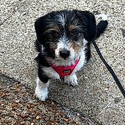 Stormy joined the competition — help win amazing prizes! puppy, dog, canine, tri_color, black_fur, white_fur, brown_fur, fluffy, harness, leash, outdoor, pavement, concrete, ground, sitting, looking_at_camera, portrait, pet, cute, street