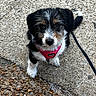 puppy, dog, canine, tri_color, black_fur, white_fur, brown_fur, fluffy, harness, leash, outdoor, pavement, concrete, ground, sitting, looking_at_camera, portrait, pet, cute, street