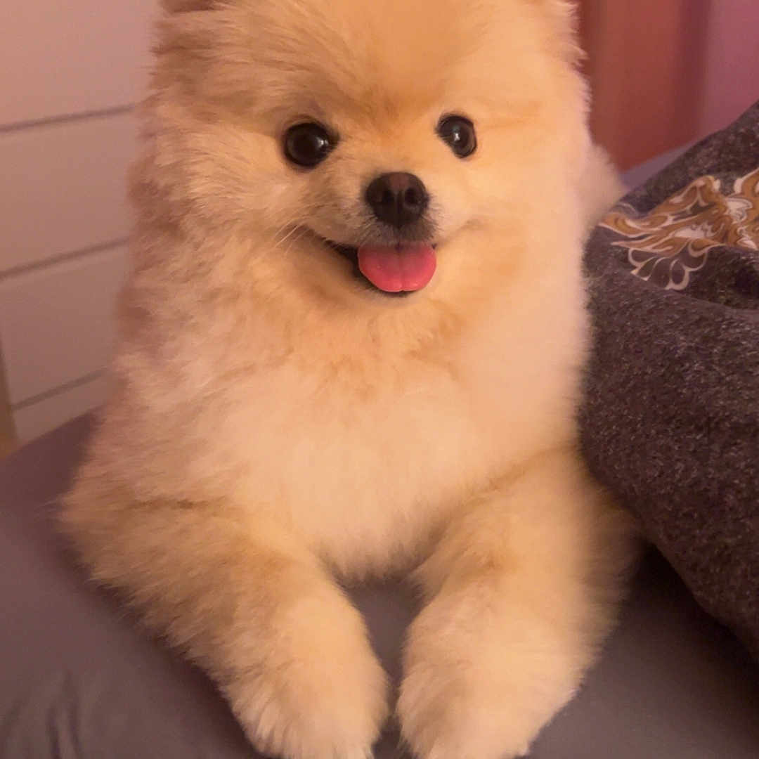Pufik joined the competition — help win amazing prizes! animal, bed, closeup, companion, cozy, cute, cute_pet, dog, domestic, fluffy, fur, happy, indoor, pet, pomeranian, portrait, resting, small_dog, smiling, tongue_out