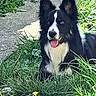 black_and_white, black_fur, border_collie, daylight, dog, flower, fluffy_fur, garden, grass, greenery, open_mouth, outdoors, park, path, pet, portrait, sitting, tongue_out, upright_ears, white_chest