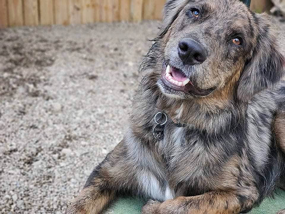 Sebastian joined the competition — help win amazing prizes! canidae, carnivore, companion_dog, dog, dog_breed, fence, fur, grass, home_fencing, hunting_dog, liver, snout, soil, sporting_group, terrestrial_animal, whiskers, working_animal, working_dog