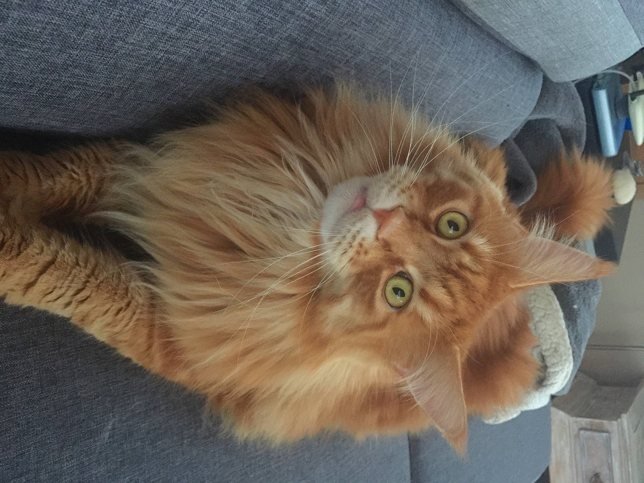 Ipso a rejoint le concours — aidez-le/la à gagner de superbes lots ! asian_semi_longhair, blond, carnivore, cat, domestic_long_haired_cat, domestic_short_haired_cat, fawn, felidae, fur, peach, small_to_medium_sized_cats, snout, tabby_cat, whiskers