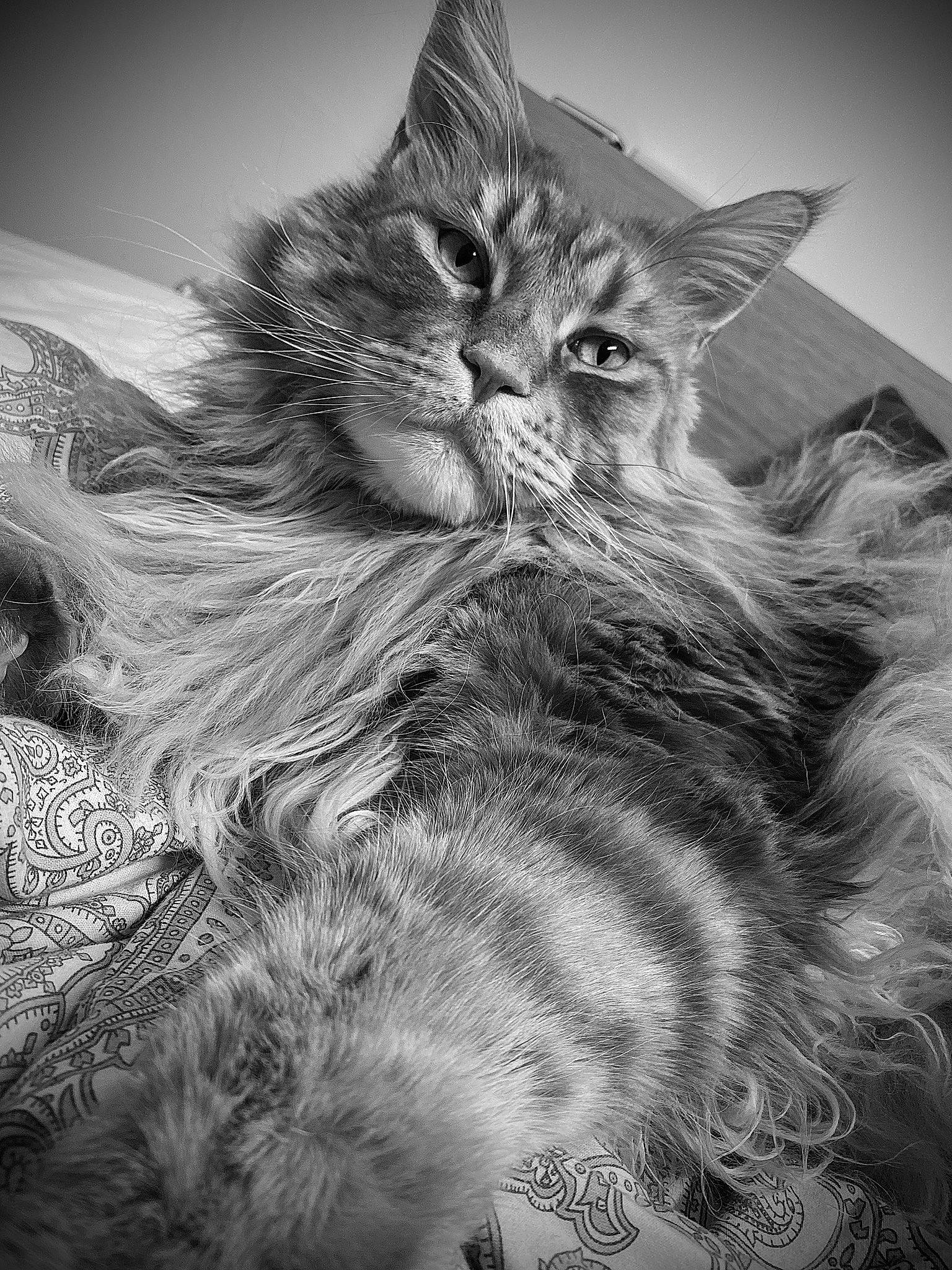 Ipso participe au concours pour gagner de l'argent avec cette photo : black_and_white, carnivore, cat, felidae, fur, monochrome, monochrome_photography, small_to_medium_sized_cats, snout, whiskers