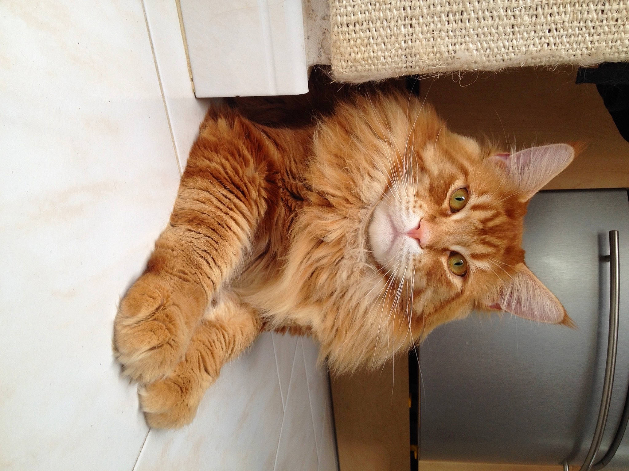 Ipso participe au concours pour gagner de l'argent avec cette photo : beige, brown, carnivore, cat, fawn, felidae, fur, liver, mammal, paw, peach, small_to_medium_sized_cats, snout, somali, tail, tan, vertebrate, whiskers