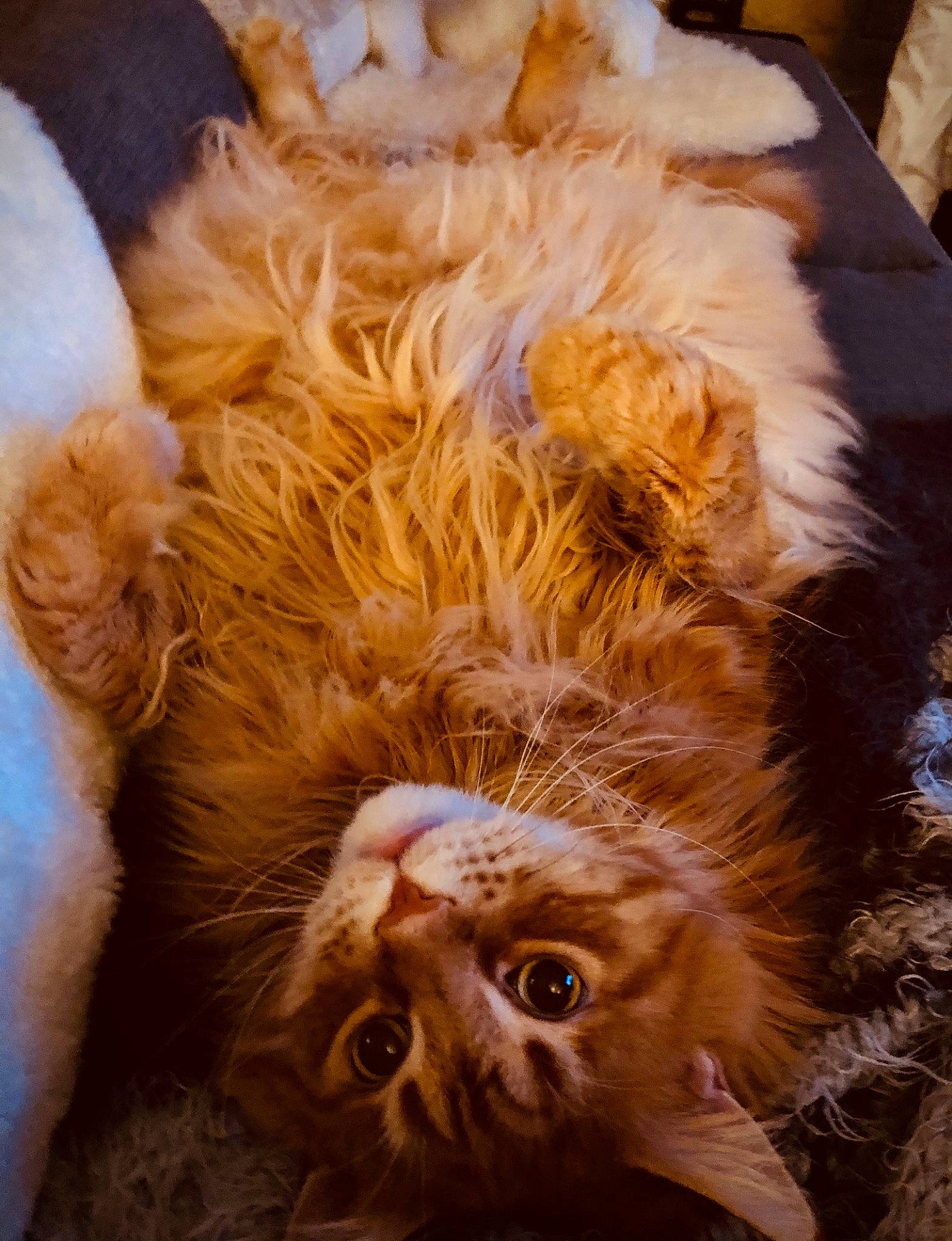 Ipso participe au concours pour gagner de l'argent avec cette photo : carnivore, cat, fawn, felidae, fur, natural_material, organism, paw, peach, small_to_medium_sized_cats, snout, terrestrial_animal, vertebrate, whiskers