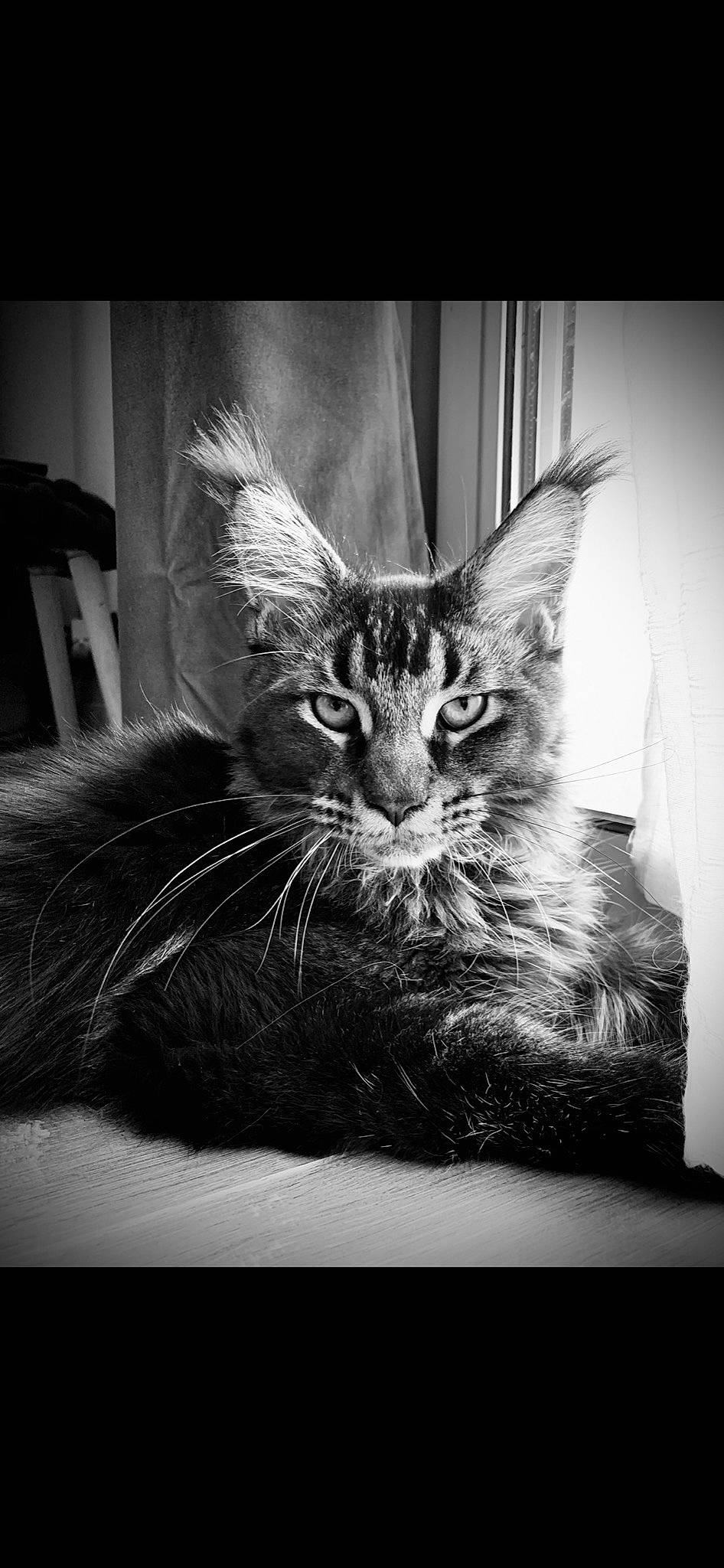 Ryho a rejoint le concours — aidez-le/la à gagner de superbes lots ! asian, black, black_and_white, carnivore, cat, domestic_short_haired_cat, eye, felidae, kitten, maine_coon, monochrome, monochrome_photography, photography, small_to_medium_sized_cats, snapshot, snout, stock_photography, style, tabby_cat, whiskers