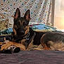animal, bed, bedroom, blanket, canine, clothing, couch, cushion, dog, footwear, furniture, germanshepherd, homedecor, indoors, lamp, pet, policedog, puppy, room, shoe