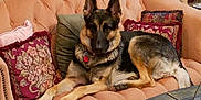 Anastasia joined the competition — help win amazing prizes! animal, canine, couch, cushion, dog, furniture, germanshepherd, homedecor, pet, pillow, policedog, puppy