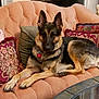 animal, canine, couch, cushion, dog, furniture, germanshepherd, homedecor, pet, pillow, policedog, puppy
