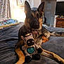 animal, bed, bedroom, canine, computerhardware, cushion, dog, electronics, furniture, germanshepherd, hardware, indoors, monitor, person, pet, puppy, room, screen, teddybear, toy