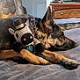 animal, bed, bedroom, blanket, canine, clothing, couch, cushion, dog, footwear, furniture, germanshepherd, greatdane, homedecor, indoors, pet, policedog, puppy, room, shoe