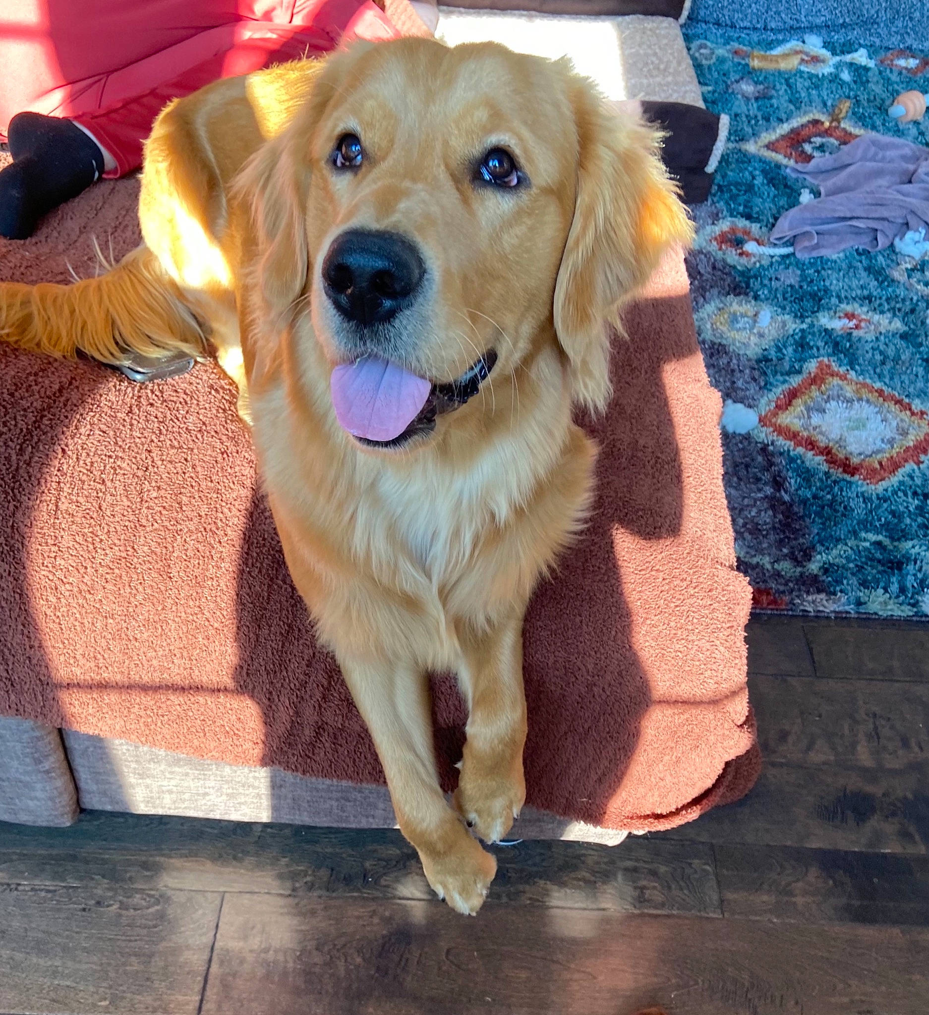 Murray is registered to the contest to win money with this photo: carnivore, collar, companion_dog, dog, dog_breed, dog_collar, fawn, floor, flooring, fur, golden_retriever, gun_dog, pattern, paw, pet_supply, rectangle, whiskers, wood, working_animal, working_dog