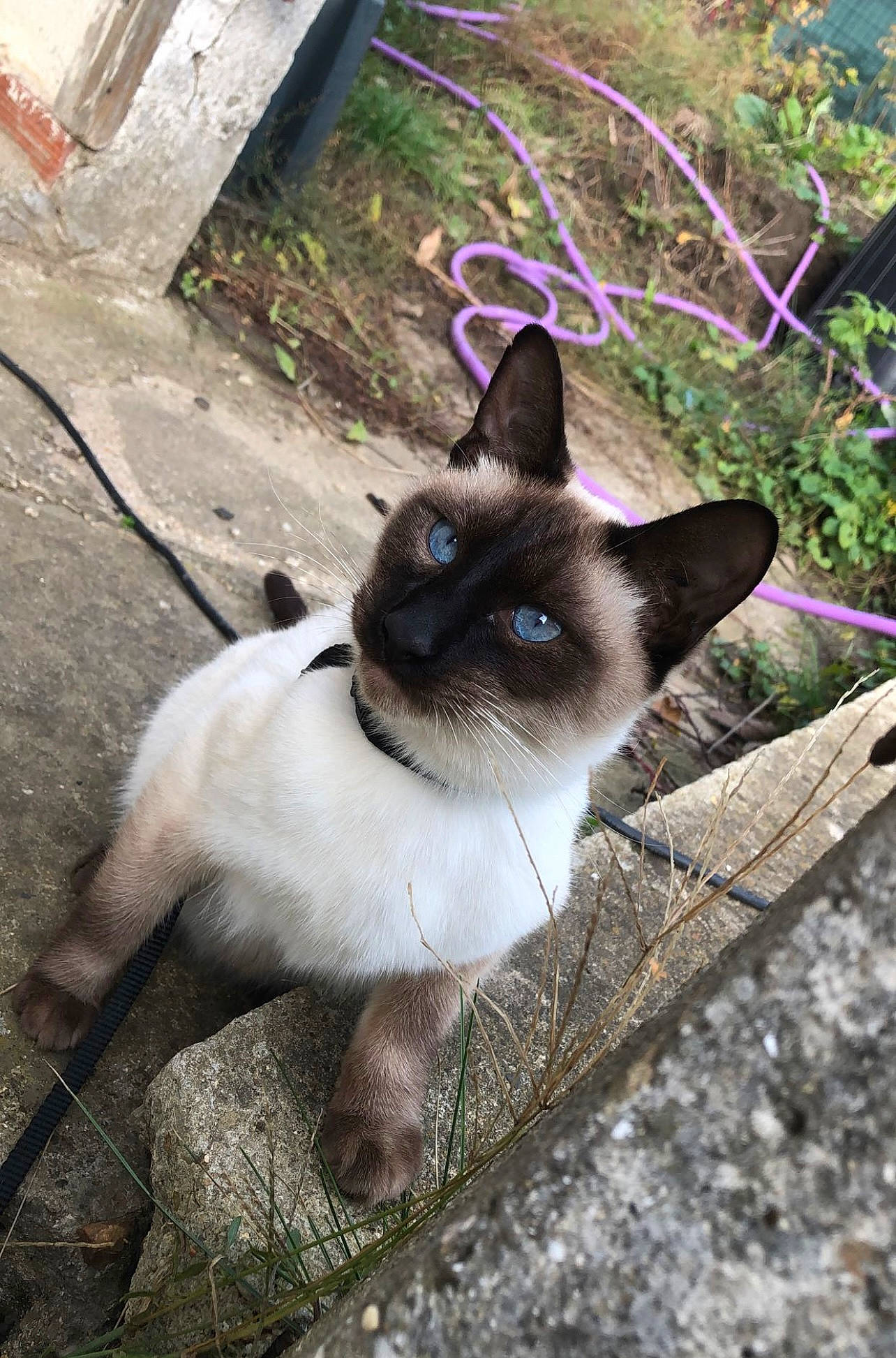 Osky a rejoint le concours — aidez-le/la à gagner de superbes lots ! balinese, birman, carnivore, cat, collar, fawn, felidae, fur, grass, plant, siamese, small_to_medium_sized_cats, snout, tail, terrestrial_animal, thai, tonkinese, whiskers, wildlife