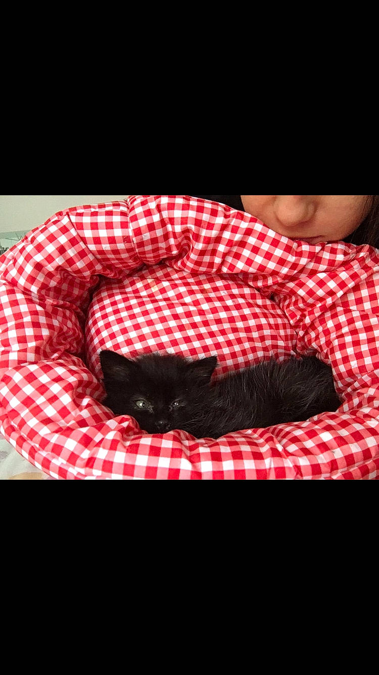 Astrid participe au concours pour gagner de l'argent avec cette photo : black_cat, canidae, carnivore, cat, cat_bed, comfort, dog_bed, felidae, french_bulldog, kitten, linens, nap, pattern, puppy, small_to_medium_sized_cats