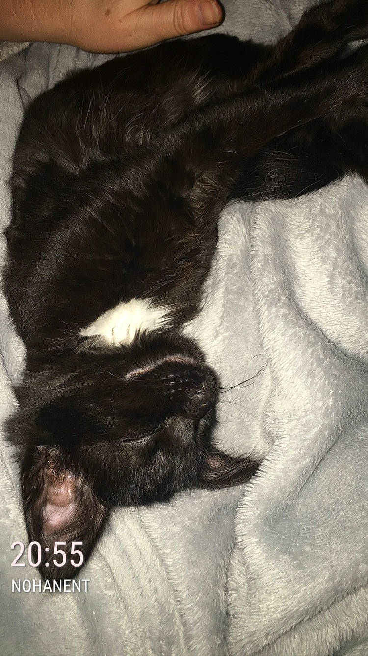 Astrid participe au concours pour gagner de l'argent avec cette photo : black_hair, claw, ear, fur, hair, liver, long_hair, tail