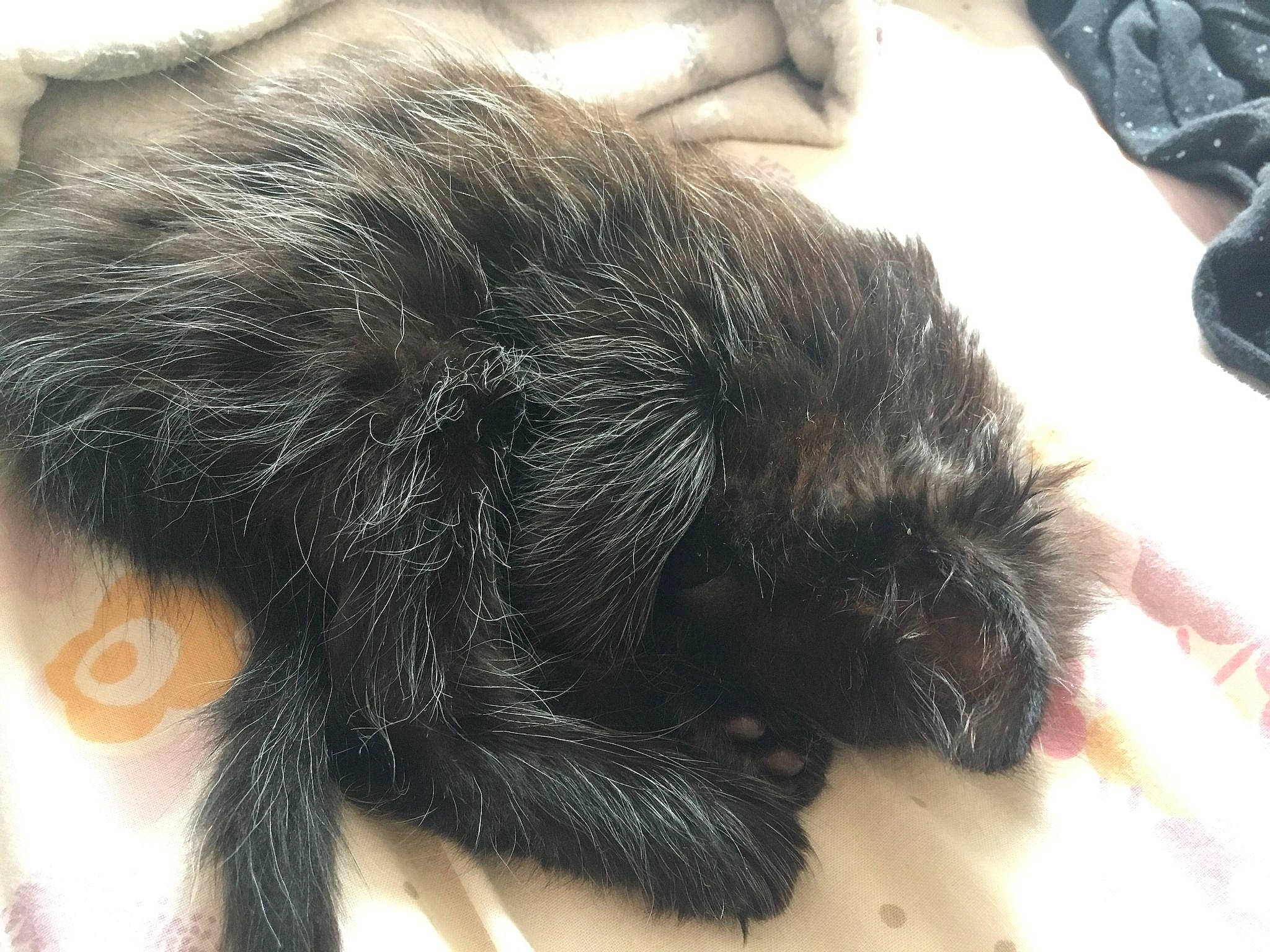 Astrid a rejoint le concours — aidez-le/la à gagner de superbes lots ! affenpinscher, black_hair, canidae, carnivore, dog, dog_breed, ear, fur, hair, miniature_schnauzer, puppy, snout, sporting_group, tail