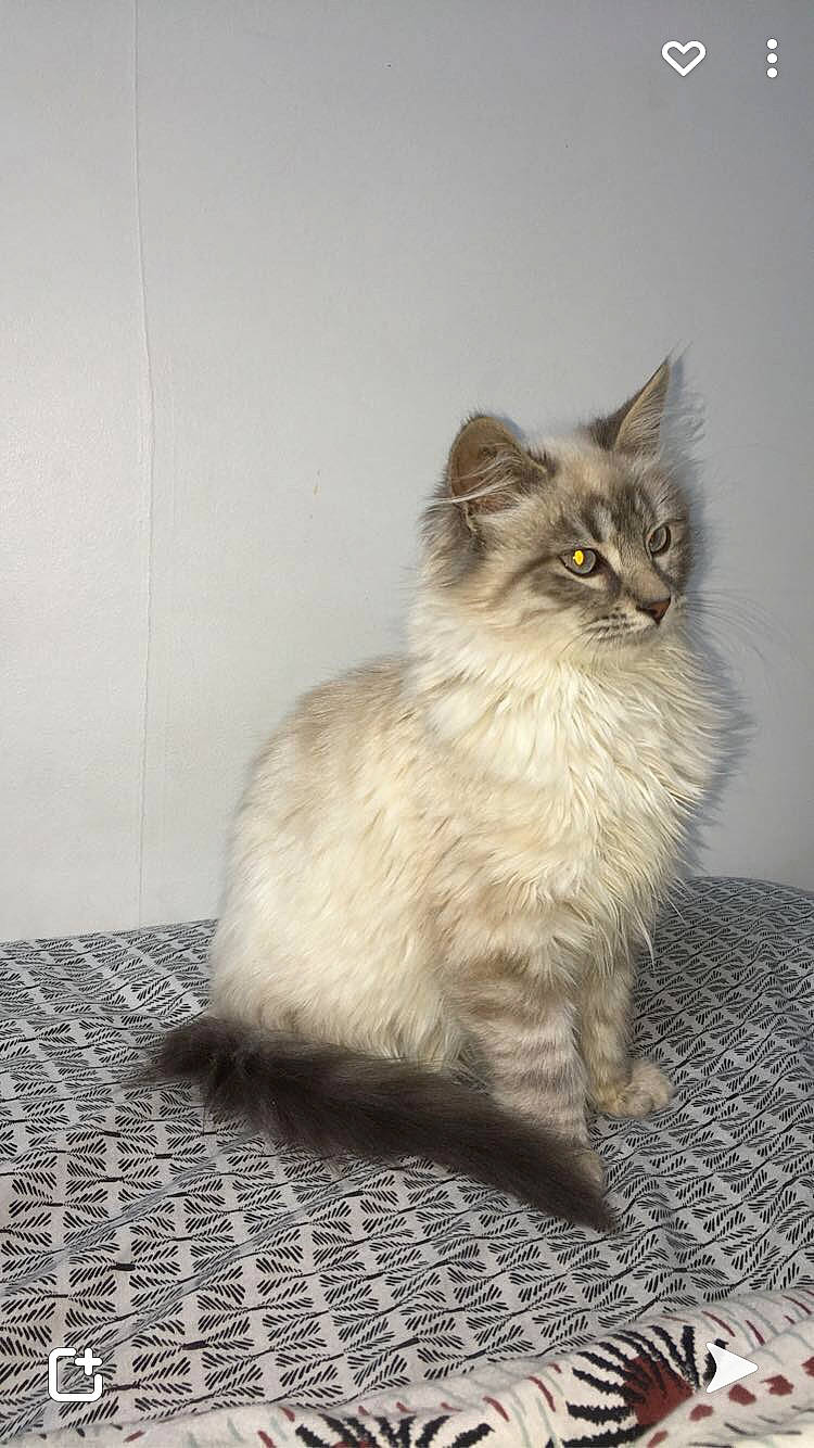 Pabloo a rejoint le concours — aidez-le/la à gagner de superbes lots ! british_longhair, carnivore, cat, claw, fawn, felidae, flooring, fur, grey, paw, road_surface, small_to_medium_sized_cats, tail, terrestrial_animal, whiskers, window, wood