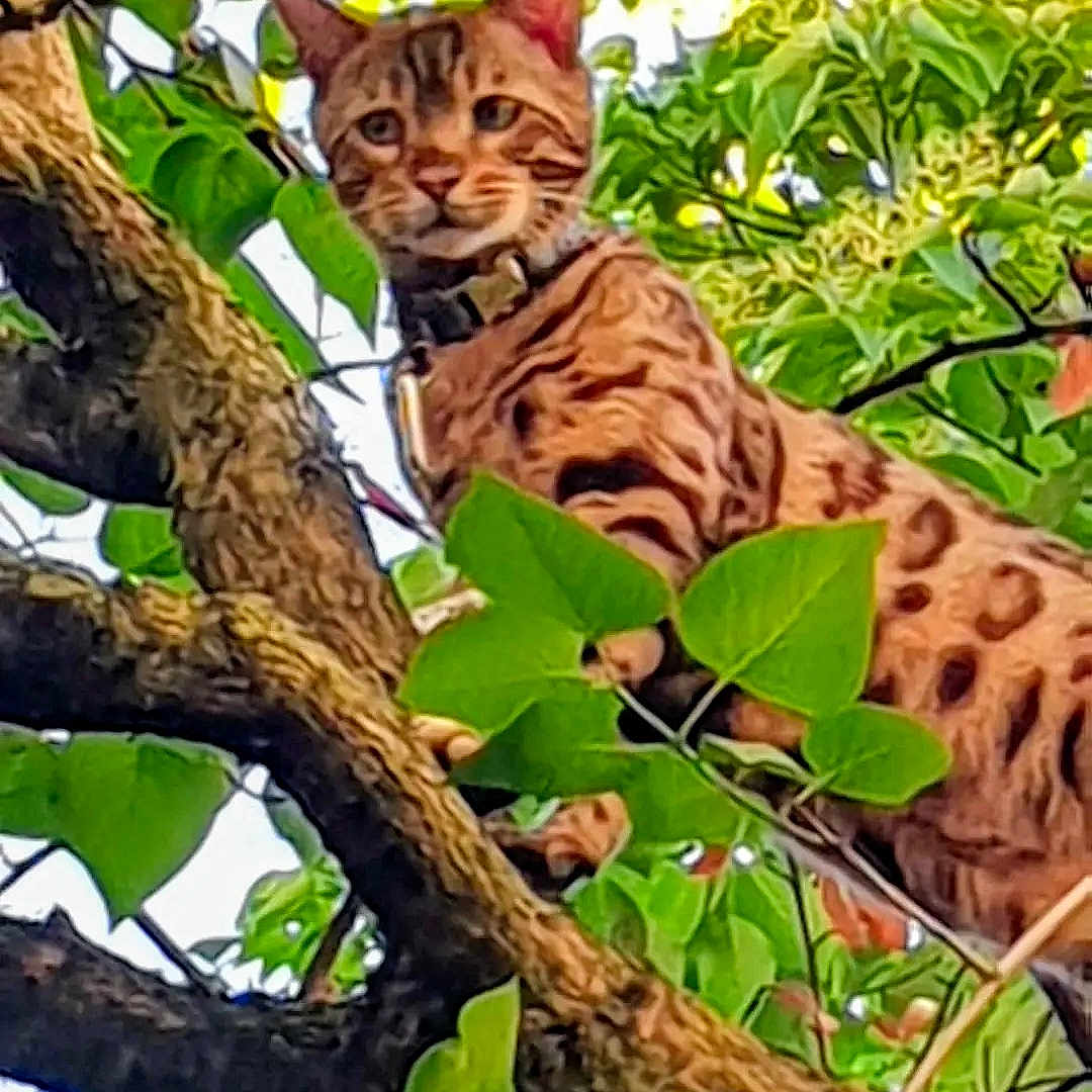 Poutkine participe au concours pour gagner de l'argent avec cette photo : animal, cat, herbal, herbs, jungle, kitten, land, leaf, lynx, nature, ocelot, outdoors, pet, plant, rainforest, tree, treetrunk, vegetation, woodland, zoo
