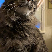 Ozzy joined the competition — help win amazing prizes! animal, cat, closeup, curious, curtain, cute, domestic, eyes, face, feline, fluffy, fur, indoor, pet, portrait, soft, tabby, whiskers, whiskers_long, window