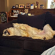 Sully is registered to the contest to win money with this photo: black_couch, candles, canine, casual, couch, cozy, decor, dog, fluffy, fur, home, indoor, living_room, paw, pet, photograph_frames, relaxed, resting, upside_down, wooden_furniture