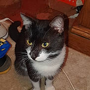 Whisky participe au concours pour gagner de l'argent avec cette photo : cat, black_and_white, yellow_eyes, sitting, carpet, indoor, household_items, curious, whiskers, ears, tail, floor, closeup, pet, feline, domestic_animal, portrait, looking_away, quiet, alert