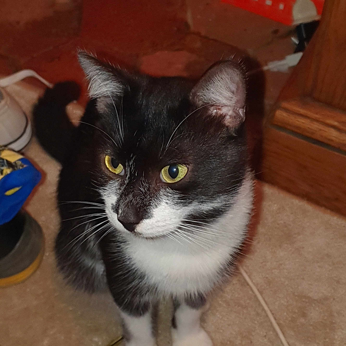 Whisky participe au concours pour gagner de l'argent avec cette photo : alert, black_and_white, carpet, cat, closeup, curious, domestic_animal, ears, feline, floor, household_items, indoor, looking_away, pet, portrait, quiet, sitting, tail, whiskers, yellow_eyes
