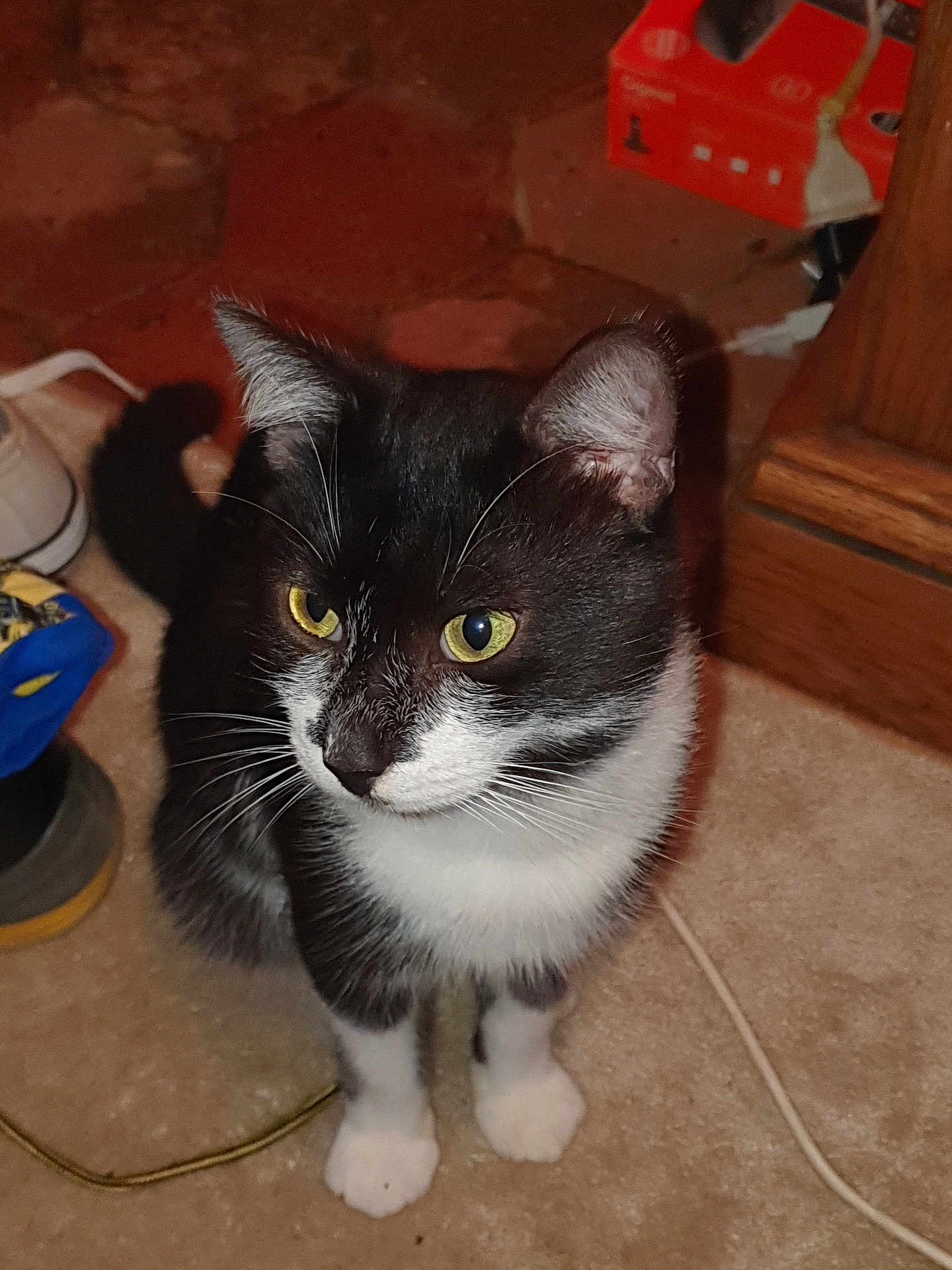 Whisky participe au concours pour gagner de l'argent avec cette photo : cat, black_and_white, yellow_eyes, sitting, carpet, indoor, household_items, curious, whiskers, ears, tail, floor, closeup, pet, feline, domestic_animal, portrait, looking_away, quiet, alert