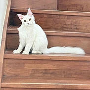 Amour a rejoint le concours — aidez-le/la à gagner de superbes lots ! cat, white_cat, stairs, wooden_stairs, pet, animal, indoor, curious, sitting, fluffy, feline, cute, domestic_cat, looking, head_tilt, fur, whiskers, tail, ears, eyes