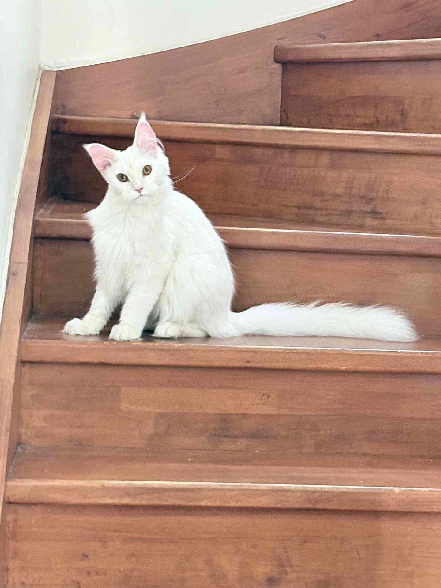 Amour a rejoint le concours — aidez-le/la à gagner de superbes lots ! cat, white_cat, stairs, wooden_stairs, pet, animal, indoor, curious, sitting, fluffy, feline, cute, domestic_cat, looking, head_tilt, fur, whiskers, tail, ears, eyes