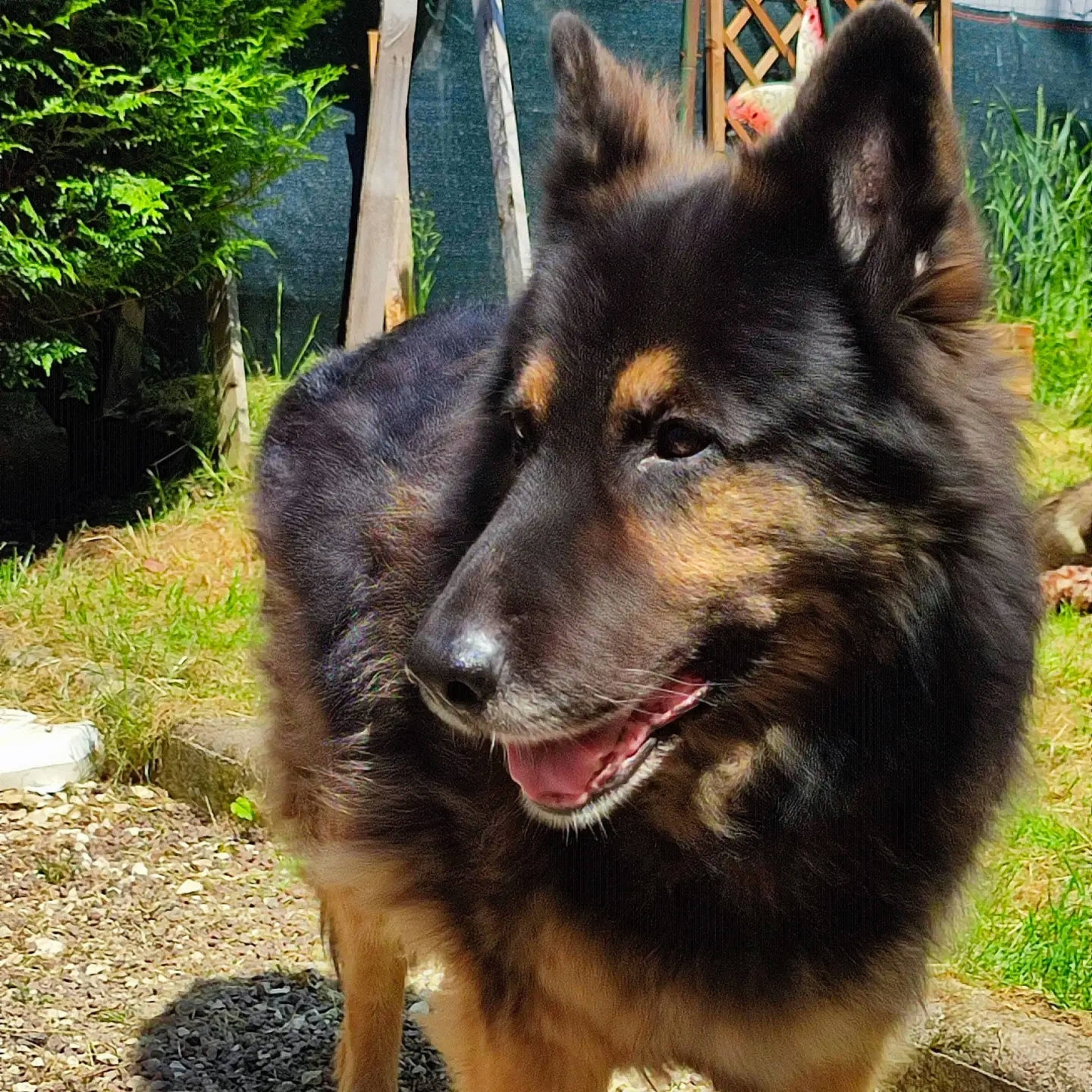 Cowboy a rejoint le concours — aidez-le/la à gagner de superbes lots ! canidae, carnivore, collar, companion_dog, dog, dog_breed, dog_collar, east_european_shepherd, fur, grass, herding_dog, king_shepherd, old_german_shepherd_dog, pet_supply, plant, snout, sporting_group, terrestrial_animal, working_animal, working_dog