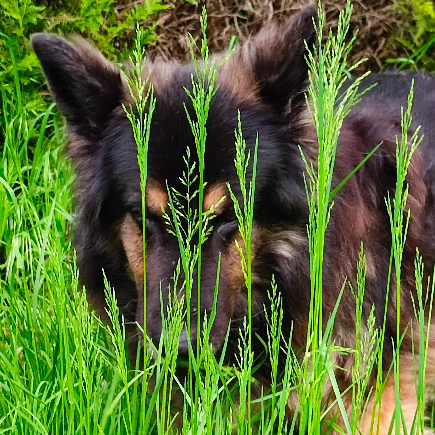 Cowboy a rejoint le concours — aidez-le/la à gagner de superbes lots ! bear, carnivore, fur, grass, grassland, grizzly_bear, groundcover, herbaceous_plant, plant, prairie, snout, tail, terrestrial_animal, terrestrial_plant, wildlife