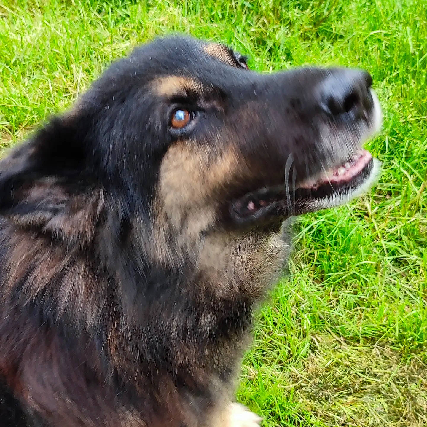 Cowboy participe au concours pour gagner de l'argent avec cette photo : ancient_dog_breeds, borador, canidae, carnivore, companion_dog, dog, dog_breed, fur, grass, gun_dog, herding_dog, hunting_dog, liver, plant, snout, sporting_group, terrestrial_animal, whiskers, working_animal, working_dog