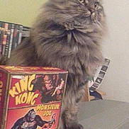 Gribouille a rejoint le concours — aidez-le/la à gagner de superbes lots ! british_longhair, british_semi_longhair, carnivore, cat, domestic_long_haired_cat, felidae, games, kitten, maine_coon, napoleon_cat, norwegian_forest_cat, persian, siberian, small_to_medium_sized_cats, whiskers