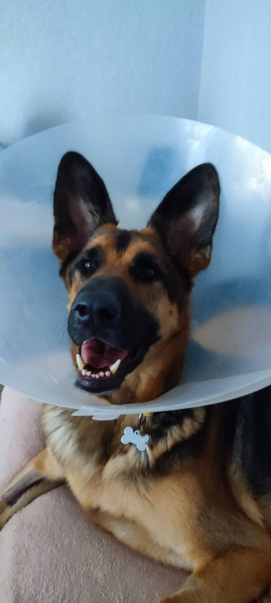 Maki participe au concours pour gagner de l'argent avec cette photo : canidae, carnivore, collar, companion_dog, dog, dog_breed, dog_collar, dog_supply, ear, east_european_shepherd, fawn, fur, german_shepherd_dog, herding_dog, king_shepherd, old_german_shepherd_dog, paw, snout, sporting_group, whiskers