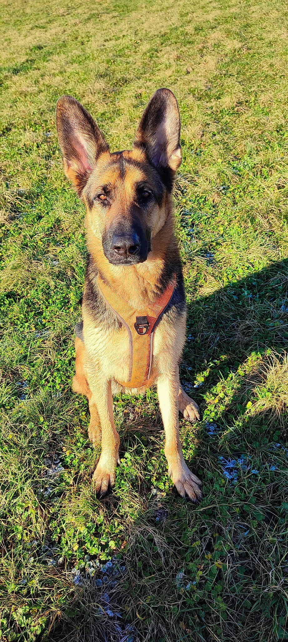 Maki participe au concours pour gagner de l'argent avec cette photo : canidae, carnivore, collar, companion_dog, dog, dog_breed, dog_collar, dog_supply, east_european_shepherd, eye, fawn, german_shepherd_dog, grass, herding_dog, plant, snout, sporting_group, terrestrial_animal, working_animal, working_dog