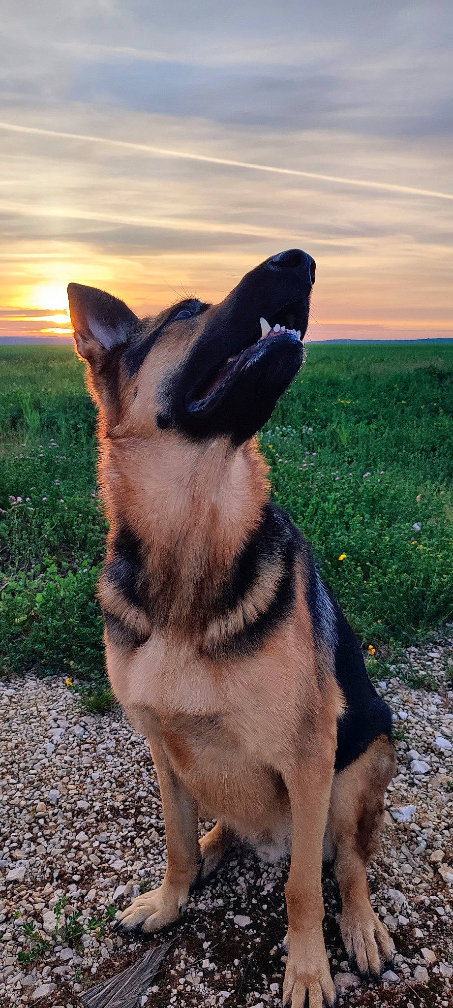 Maki participe au concours pour gagner de l'argent avec cette photo : canidae, carnivore, cloud, collar, companion_dog, dog, dog_breed, dog_collar, fawn, fur, grass, herding_dog, leash, plant, sky, snout, sporting_group, tail, whiskers, working_animal