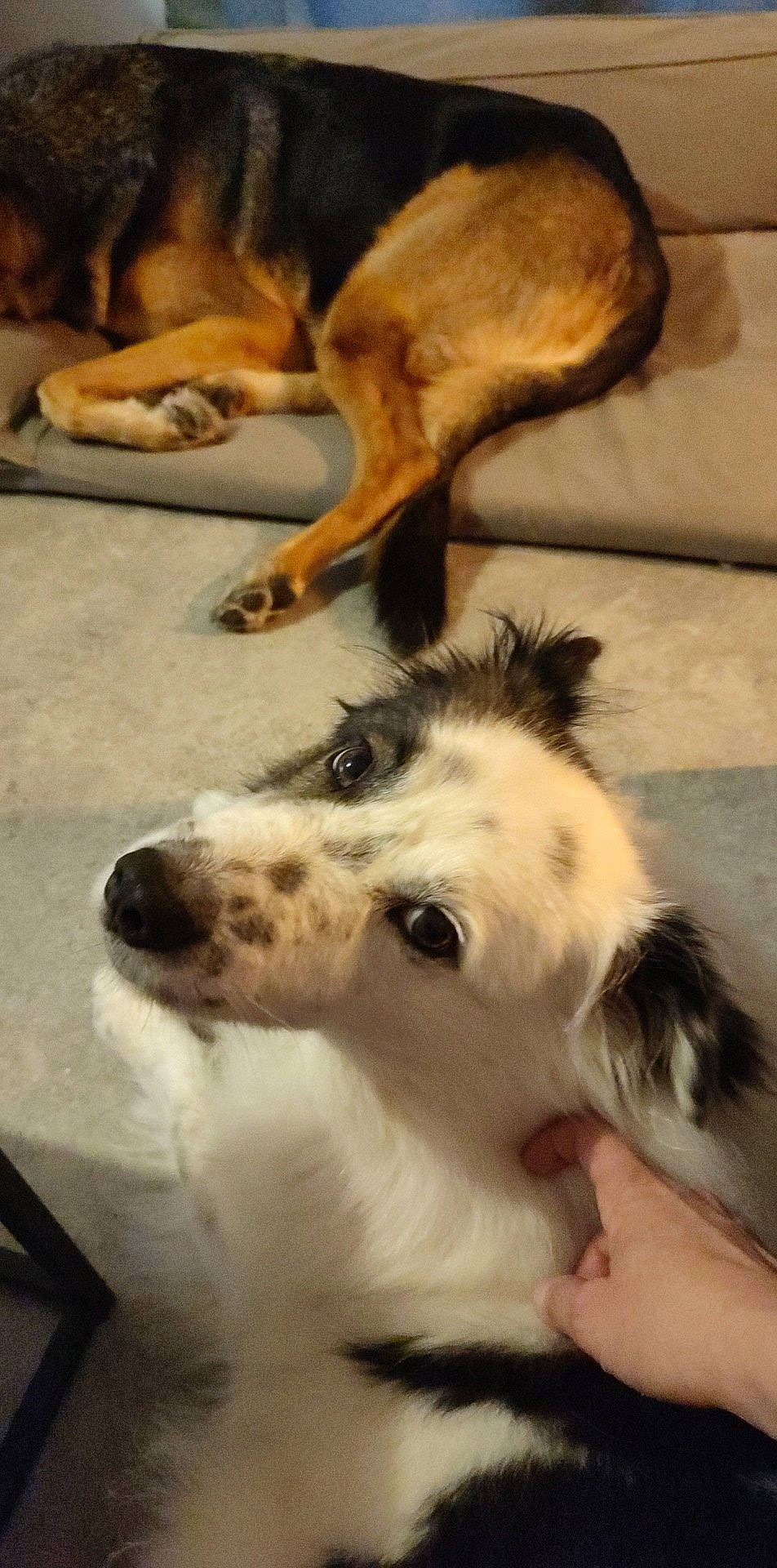 Mint a rejoint le concours — aidez-le/la à gagner de superbes lots ! borzoi, canidae, carnivore, comfort, companion_dog, dog, dog_breed, fawn, flooring, fur, mammal, paw, sporting_group, terrestrial_animal, texas_heeler, vertebrate, whiskers, working_animal, working_dog