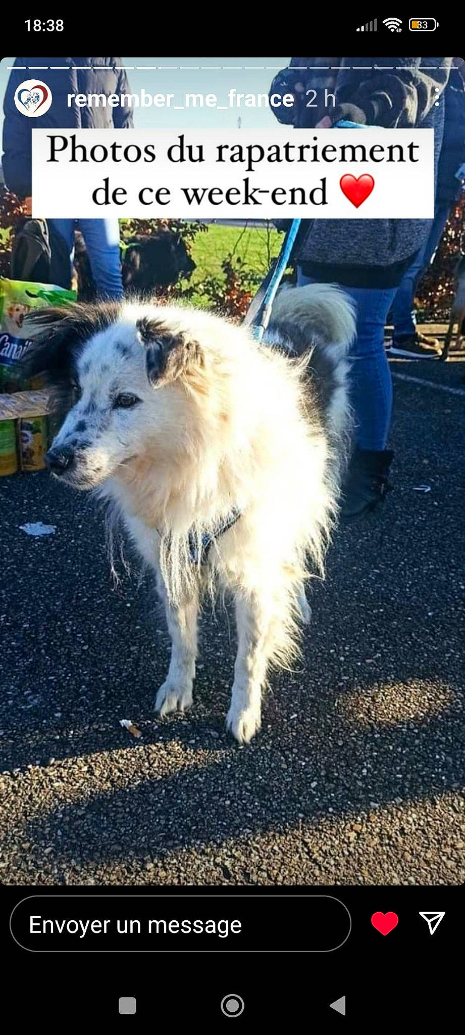 Mint a rejoint le concours — aidez-le/la à gagner de superbes lots ! ancient_dog_breeds, asphalt, borzoi, carnivore, companion_dog, dog, dog_breed, dog_supply, electric_blue, fur, herding_dog, road_surface, shadow, sporting_group, walking, working_dog