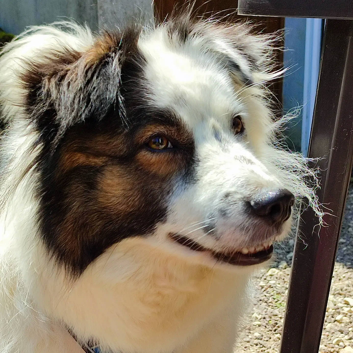 Mint participe au concours pour gagner de l'argent avec cette photo : ancient_dog_breeds, australian_collie, australian_shepherd, canidae, carnivore, companion_dog, dog, dog_breed, fence, fur, herding_dog, plant, snout, sporting_group, terrestrial_animal, whiskers, window, working_animal, working_dog