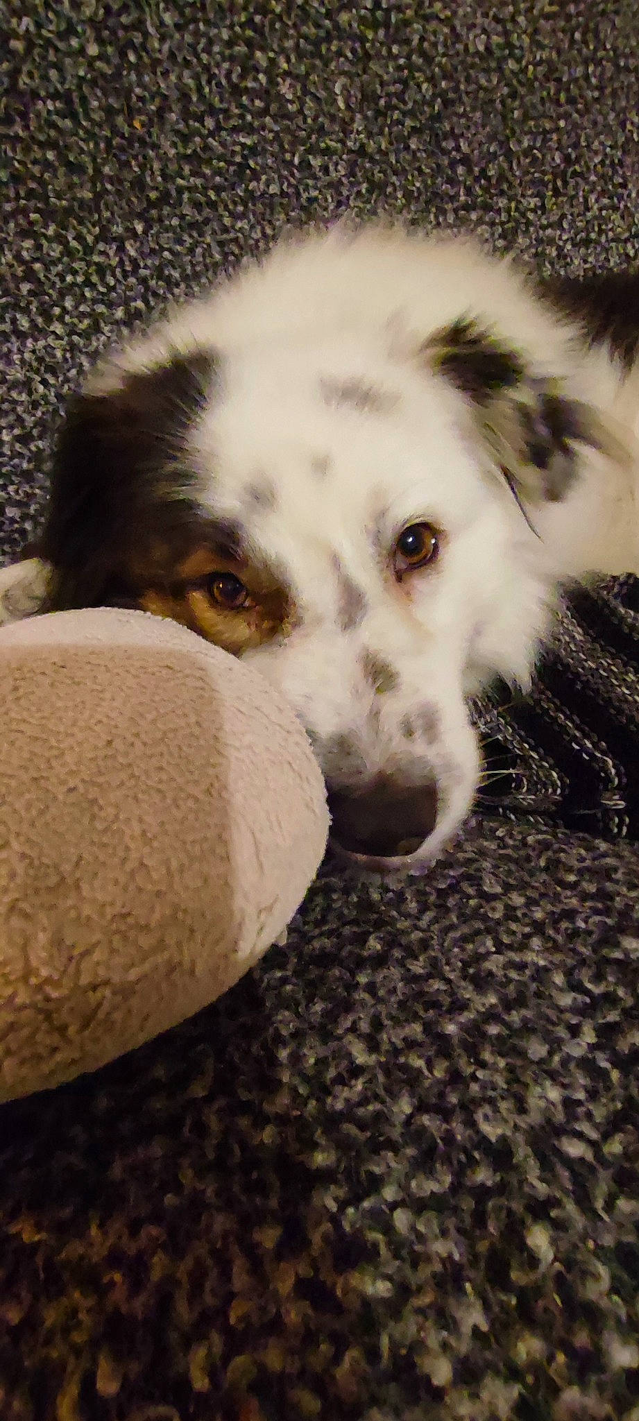 Mint participe au concours pour gagner de l'argent avec cette photo : ancient_dog_breeds, canidae, carnivore, companion_dog, dog, dog_breed, fur, monochrome, puppy, snout, sporting_group, street_dog, terrestrial_animal, whiskers, working_animal, working_dog