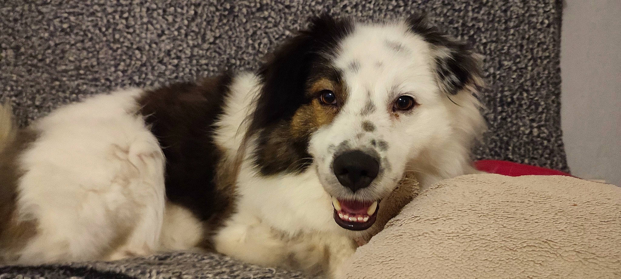 Mint participe au concours pour gagner de l'argent avec cette photo : ancient_dog_breeds, australian_shepherd, border_collie, bored, canidae, carnivore, companion_dog, dog, dog_breed, eye, fur, herding_dog, puppy, snout, sporting_group, terrestrial_animal, whiskers, working_animal, working_dog